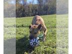 Labrador Retriever Mix DOG FOR ADOPTION RGADN-1175945 - Buckley - Labrador
