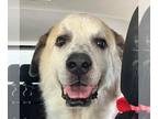 Great Pyrenees Mix DOG FOR ADOPTION RGADN-1175950 - Opie - Great Pyrenees /