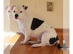American Staffordshire Terrier-Basset Hound Mix DOG FOR ADOPTION RGADN-1175956 -