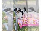 Shih Tzu DOG FOR ADOPTION RGADN-1175959 - Max Henry - Shih Tzu Dog For Adoption