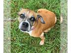 Boxer Mix DOG FOR ADOPTION RGADN-1175960 - Clarabell - Boxer / Mixed Dog For