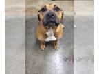 American Staffordshire Terrier Mix DOG FOR ADOPTION RGADN-1175980 - Reba -