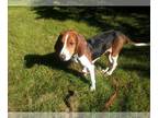 Treeing Walker Coonhound Mix DOG FOR ADOPTION RGADN-1175983 - Trixie - Treeing