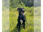Labrador Retriever Mix DOG FOR ADOPTION RGADN-1175986 - Tango Roscoe Searcy -
