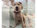 Cairn Terrier Mix DOG FOR ADOPTION RGADN-1176016 - Xuxu - Cairn Terrier / Mixed