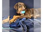 Doberman Pinscher DOG FOR ADOPTION RGADN-1176024 - Athena - Doberman Pinscher