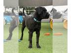 Mastiff DOG FOR ADOPTION RGADN-1176032 - Stella - Mastiff (short coat) Dog For