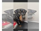 Rottweiler DOG FOR ADOPTION RGADN-1176033 - Jasper - Rottweiler (short coat) Dog