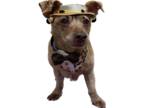 Dachshund DOG FOR ADOPTION RGADN-1176035 - Stu - Dachshund (short coat) Dog For