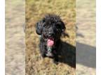 Poodle (Miniature) Mix DOG FOR ADOPTION RGADN-1176088 - Buddy Oct 23 - Poodle