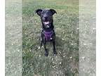 Shepradors DOG FOR ADOPTION RGADN-1176090 - Aurora - German Shepherd Dog /