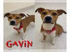 Black Mouth Cur-German Shepherd Dog Mix DOG FOR ADOPTION RGADN-1176100 - GAVIN -