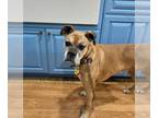 Boxer DOG FOR ADOPTION RGADN-1176124 - Samantha - Boxer Dog For Adoption