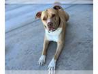 American Pit Bull Terrier DOG FOR ADOPTION RGADN-1176133 - ZEUS #16 - Pit Bull