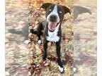 Border Collie Mix DOG FOR ADOPTION RGADN-1176134 - Skai - Border Collie / Mixed