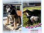 German Shepherd Dog Mix DOG FOR ADOPTION RGADN-1176137 - BAM BAM - German