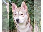 Siberian Husky Mix DOG FOR ADOPTION RGADN-1176157 - 231574 Yoshi - Siberian