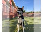 Mix DOG FOR ADOPTION RGADN-1176168 - ZARA - Husky (medium coat) Dog For