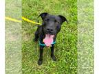 Labrador Retriever Mix DOG FOR ADOPTION RGADN-1176171 - Cilantro - Labrador