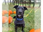 Labrador Retriever Mix DOG FOR ADOPTION RGADN-1176171 - Cilantro - Labrador