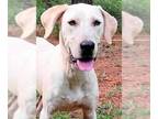 Pointer DOG FOR ADOPTION RGADN-1176181 - Cora - English Pointer (short coat) Dog