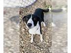 Border Collie Mix DOG FOR ADOPTION RGADN-1176198 - Alfie - Border Collie / Mixed