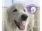 Great Pyrenees DOG FOR ADOPTION RGADN-1176214 - Saku - Great Pyrenees (long