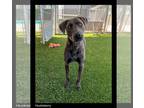 Staffordshire Bull Terrier Mix DOG FOR ADOPTION RGADN-1176223 - Huckleberry -