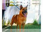 German Shepherd Dog Mix DOG FOR ADOPTION RGADN-1176247 - Willie Nelson-In a