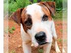 Boxer Mix DOG FOR ADOPTION RGADN-1176262 - Rory - Boxer / Mixed (short coat) Dog