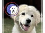 Great Pyrenees DOG FOR ADOPTION RGADN-1176268 - Winnie - Great Pyrenees (long