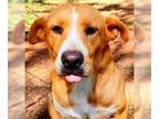Labrador Retriever Mix DOG FOR ADOPTION RGADN-1176273 - Amris - Labrador