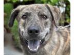 Labrador Retriever Mix DOG FOR ADOPTION RGADN-1176282 - Tiger - Mountain Dog /