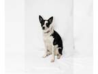 Border Collie Mix DOG FOR ADOPTION RGADN-1176289 - Zera - Border Collie / Mixed