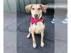 Pointer Mix DOG FOR ADOPTION RGADN-1176293 - Polly - Hound / English Pointer /