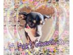 Rat Terrier Mix DOG FOR ADOPTION RGADN-1176298 - Gemma - Rat Terrier / Mixed