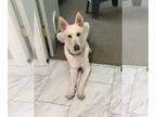 Mix DOG FOR ADOPTION RGADN-1176333 - Samson - White German Shepherd (long