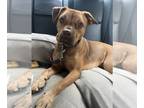 American Pit Bull Terrier-Vizsla Mix DOG FOR ADOPTION RGADN-1176335 - Caillou -