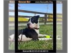 American Staffordshire Terrier Mix DOG FOR ADOPTION RGADN-1176340 - Chulo -