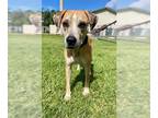 Catahoula Leopard Dog DOG FOR ADOPTION RGADN-1176346 - COOPER - Catahoula