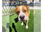 Boxer Mix DOG FOR ADOPTION RGADN-1176376 - Henry - Boxer / Mixed (short coat)