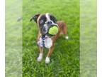 Boxer DOG FOR ADOPTION RGADN-1176377 - Mikaela (Micky) - Boxer (short coat) Dog