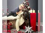 American Pit Bull Terrier Mix DOG FOR ADOPTION RGADN-1176378 - Marrone -