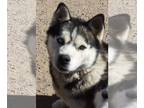 Siberian Husky DOG FOR ADOPTION RGADN-1176400 - Kilo (Kai) - Siberian Husky