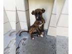 Labrador Retriever Mix DOG FOR ADOPTION RGADN-1176405 - PUMPKIN - Labrador