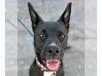 American Staffordshire Terrier Mix DOG FOR ADOPTION RGADN-1176425 - Sombra -