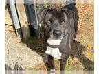 American Pit Bull Terrier Mix DOG FOR ADOPTION RGADN-1176453 - LUKE - Pit Bull