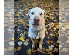 Labrador Retriever DOG FOR ADOPTION RGADN-1176457 - Snowball - Labrador