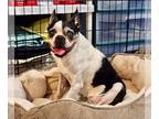 Boston Terrier DOG FOR ADOPTION RGADN-1176459 - Lolly - Boston Terrier (short