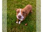American Pit Bull Terrier Mix DOG FOR ADOPTION RGADN-1176489 - Alonzo - American
